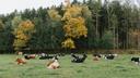 Brown and black cows lying down in a field.
