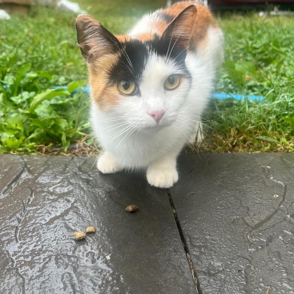 What Berks County residents need to know if they encounter a rabid animal