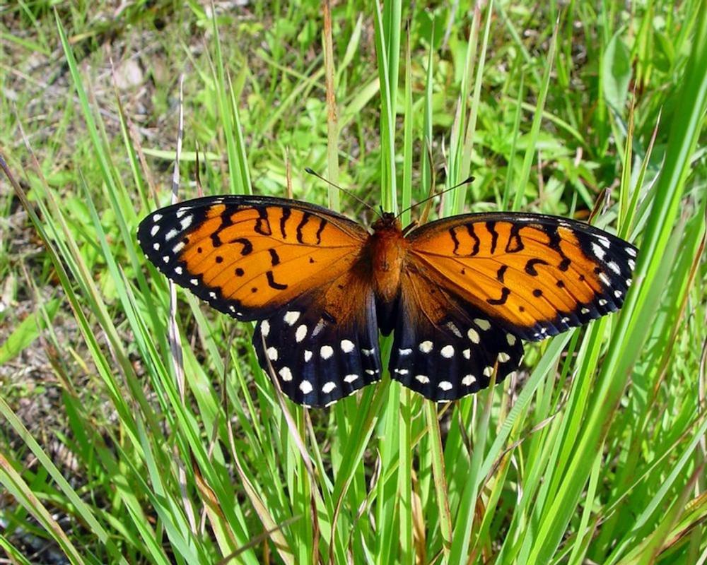 The race to save a bombing range butterfly • Spotlight PA
