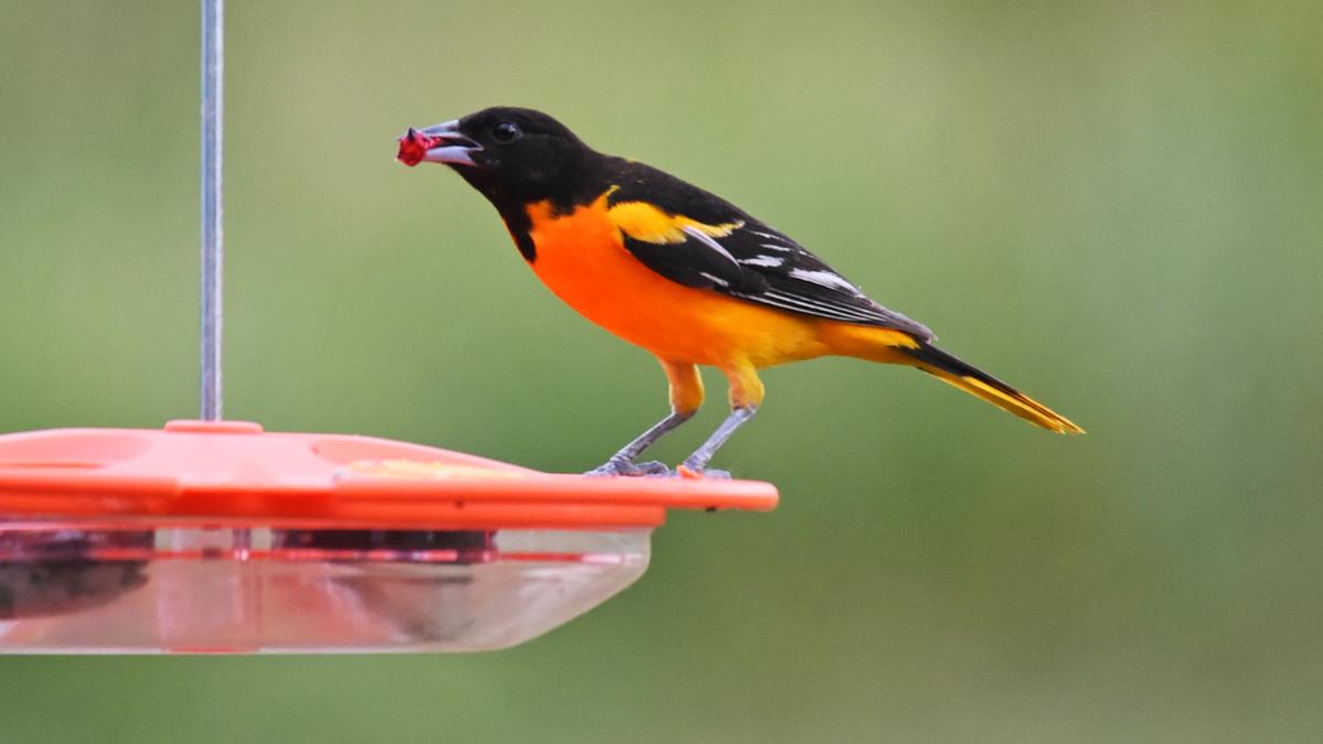 Why some PA birds are getting new names - Vimarsana News