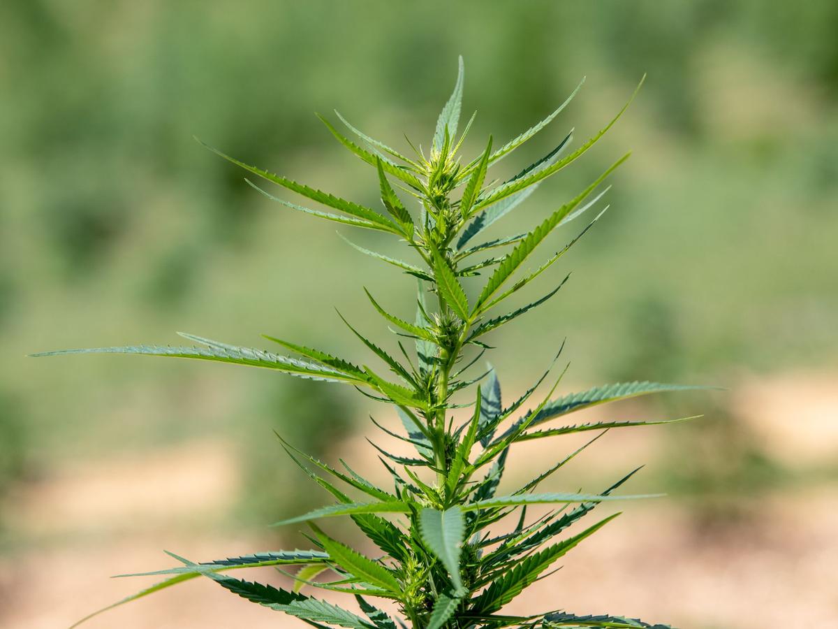 spotlightpa.org - Jaxon White - PA AG Dave Sunday urges hemp crackdown