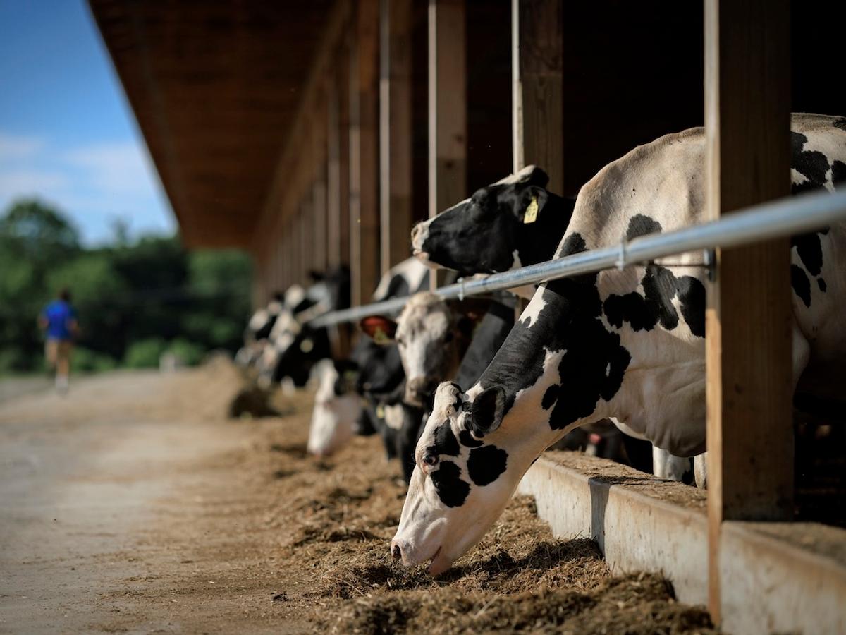 On the range with PA’s farm sitters • Spotlight PA