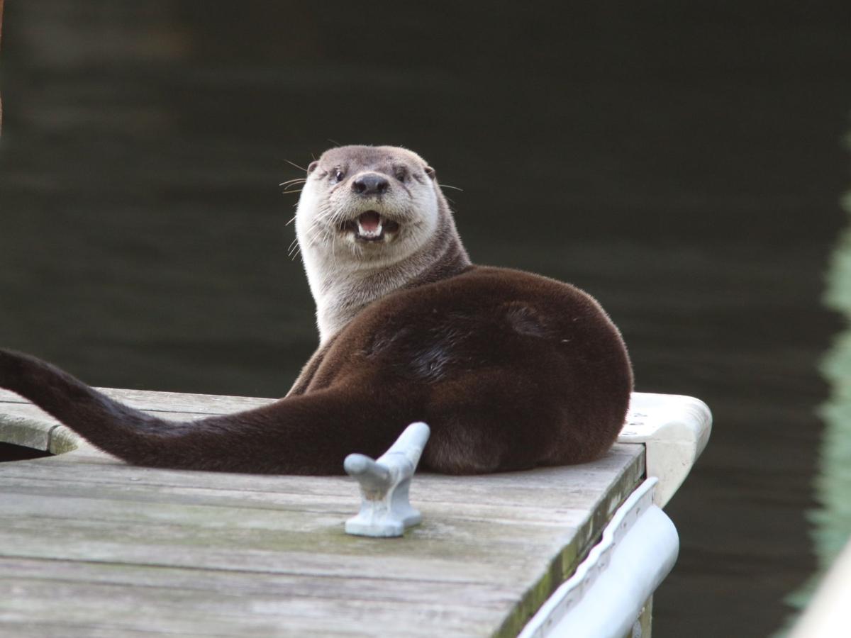 River otters flourish in former toxic hot spots across Chesapeake Bay watershed