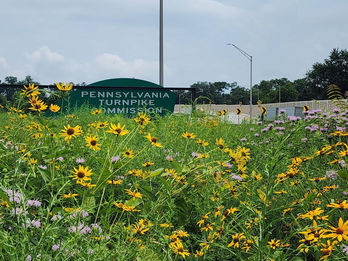 Pennsylvania Turnpike wants to turn roadside land into pollinator habitat