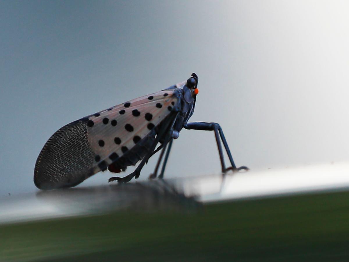Spotted lanternfly squashing was once all the rage in Pennsylvania. Is that  zeal fading? · Spotlight PA