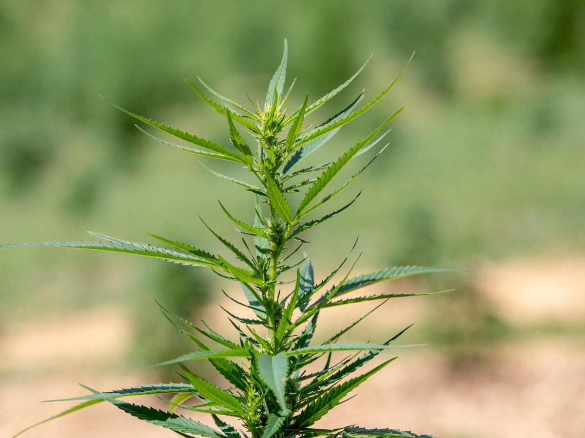 Unregulated hemp derivative delta-8 thrives in Pa.'s thorny marijuana  landscape · Spotlight PA