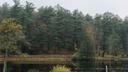 A view of the lake and evergreen trees at Black Moshannon State Park in Centre County.