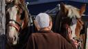 A member of the Plain community tends to horses at The Green Dragon Farmers Market and Auction in Ephrata, PA.