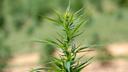 Delta-8 tetrahydrocannabinol (THC) — known as delta-8 — is a cannabinoid derived from hemp.