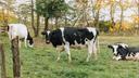 Three cows in a field.