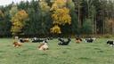 Dairy cows