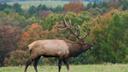 Wild elk are a major tourism driver in northcentral Pennsylvania.