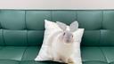 A pillow emblazoned with a photo of a rabbit is propped up on a couch inside Pennsylvania's "first bunny cafe."
