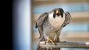 A peregrine falcon banded by the PA Game Commission perches on a branch.