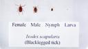 The life cycle of the black-legged tick.