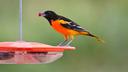 The Baltimore oriole, named after Lord Baltimore, is one of the Pennsylvania birds that could get a new name as orinthology officials look to dissociate the animals from namesakes with problematic pasts.
