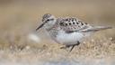 A Baird's sandpiper, one of over a dozen birds that breed in, migrate to, or visit Pennsylvania that could be getting a new name.