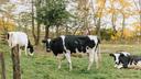 Three black and white cows in a field.