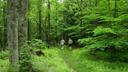 A hiking trail in Allegheny National Forest