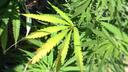 A cannabis plant.