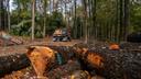 Dan Albaugh, a third-generation logger, drives away from a logging site in the Allegheny National Forest near Howe Township.