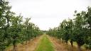 Fruit trees at a Lancaster County orchard affected by crop losses