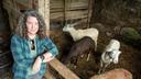 A woman stands next to an enclosure with sheep