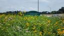 Wildflowers flourish on the grounds of the Pennsylvania Turnpike Commission’s headquarters near Harrisburg in July 2025.