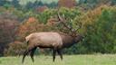 Wild elk are a major tourism driver in northcentral Pennsylvania.