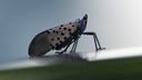 Kill-on-sight orders for the spotted lanternfly were meant to curb the spread of the economically threatening pest.