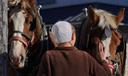 A member of the Plain community tends to horses at The Green Dragon Farmers Market and Auction in Ephrata, PA.
