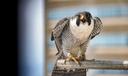 A peregrine falcon banded by the PA Game Commission perches on a branch.