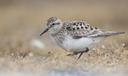 A Baird's sandpiper, one of over a dozen birds that breed in, migrate to, or visit Pennsylvania that could be getting a new name.