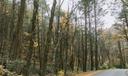 Rothrock State Forest in rural Huntingdon County, Pennsylvania.