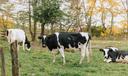 Three black and white cows in a field.
