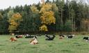 Brown and black cows lying down in a field.