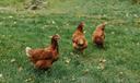 Chickens walking around on grass.