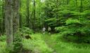 A hiking trail in Allegheny National Forest
