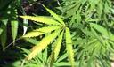 A cannabis plant.