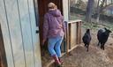 Aimee Morris walks into an animal pen as goats watch.