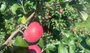 A York Imperial apple hangs from a tree
