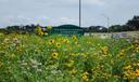 Wildflowers flourish on the grounds of the Pennsylvania Turnpike Commission’s headquarters near Harrisburg in July 2025.