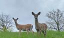 Two deer in Pittsburgh, Pennsylvania.