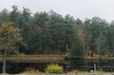 A view of the lake and evergreen trees at Black Moshannon State Park in Centre County.