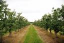 Fruit trees at a Lancaster County orchard affected by crop losses