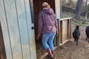 Aimee Morris walks into an animal pen as goats watch. Aimee Morris walks into an animal pen as goats watch.