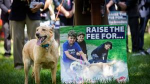 Advocates — including Levi Fetterman, Lt. Gov. John Fetterman's family dog — have called on the legislature to increase the licensing fee paid by dog owners.