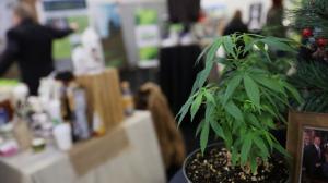 A hemp plant is pictured at the Pennsylvania Hemp Industry Council's exhibit during the annual Pennsylvania Farm Show at the Pennsylvania Farm Show Complex & Expo Center in Harrisburg, Pa., on Tuesday, Jan. 7, 2020.
