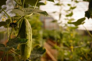 A plant growing at York Fresh Food Farm.