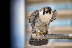 A peregrine falcon banded by the PA Game Commission perches on a branch.